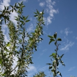 Narrowleaf Cottonwood