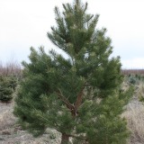 Scotch Pine