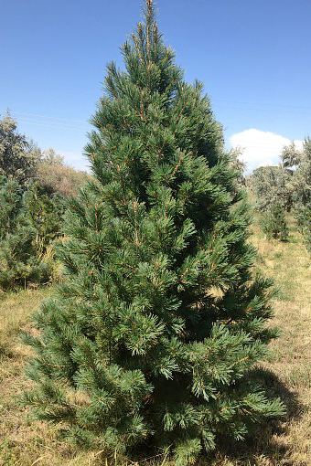 Southwestern White Pine