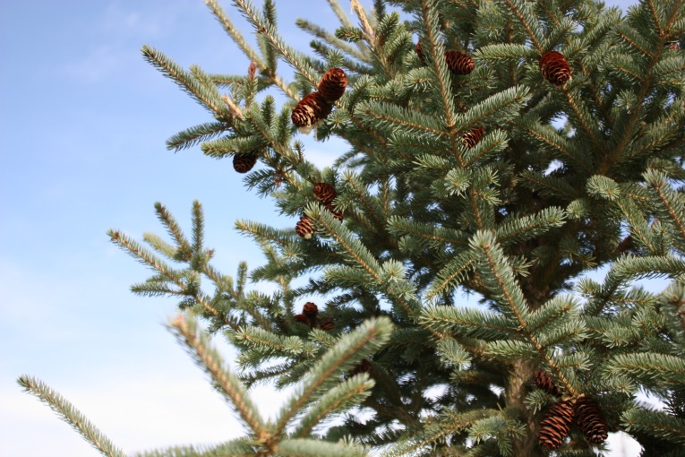 Black Hills Spruce