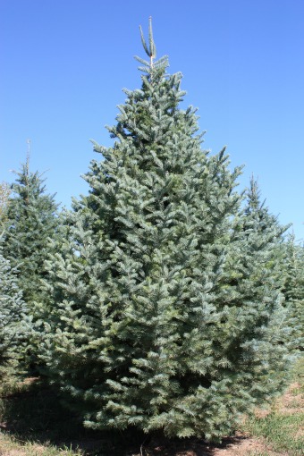 Concolor Fir