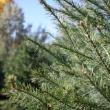 Douglas Fir