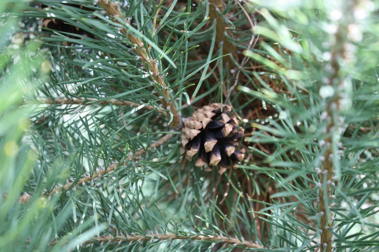 Scotch Pine