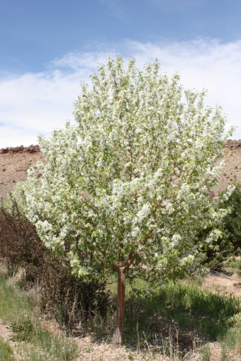 Spring Snow Crabapple