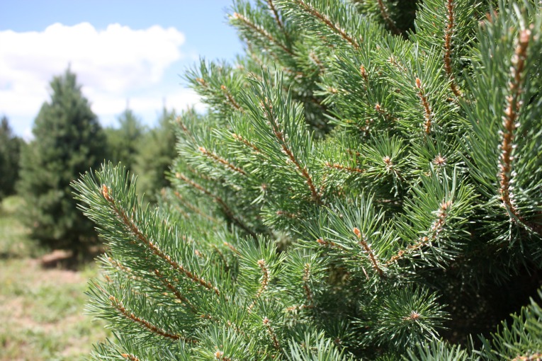 Scotch Pine