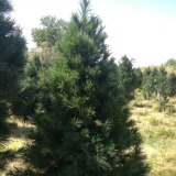 Southwestern White Pine