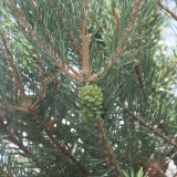 Scotch Pine