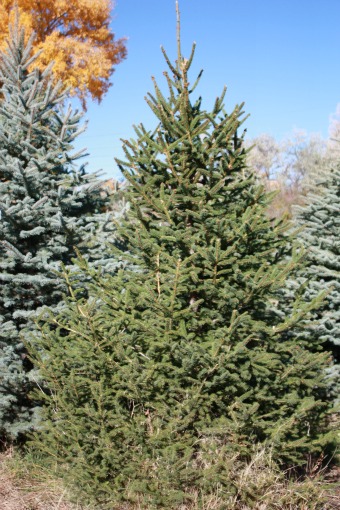 Norway Spruce