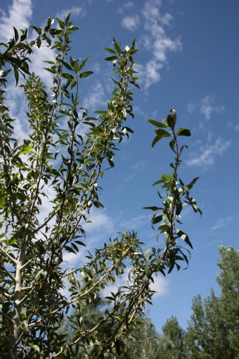 Narrowleaf Cottonwood