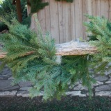 Douglas Fir