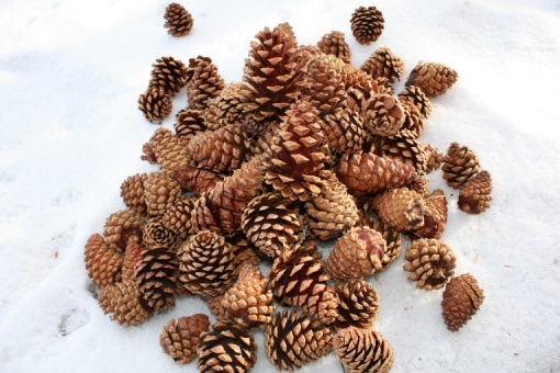 Ponderosa Pine Cones