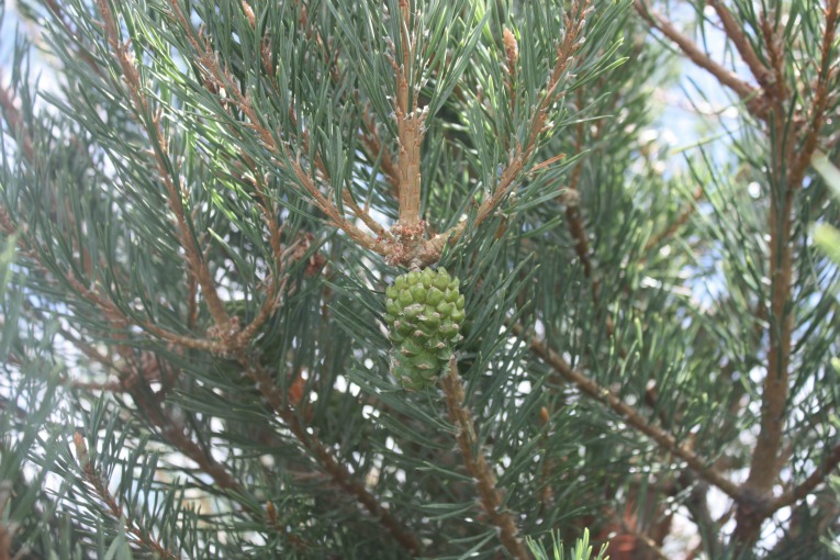 Scotch Pine