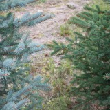 Colorado Blue Spruce