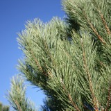 Austrian Pine