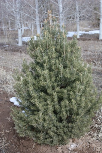 Pinon Pine