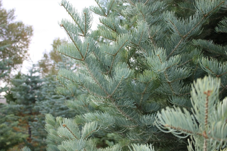 Concolor Fir