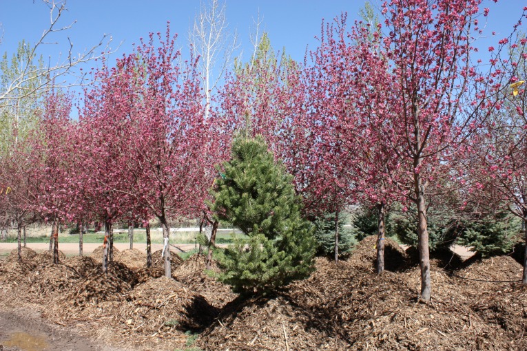 Radiant Crabapple