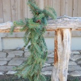 Scotch Pine