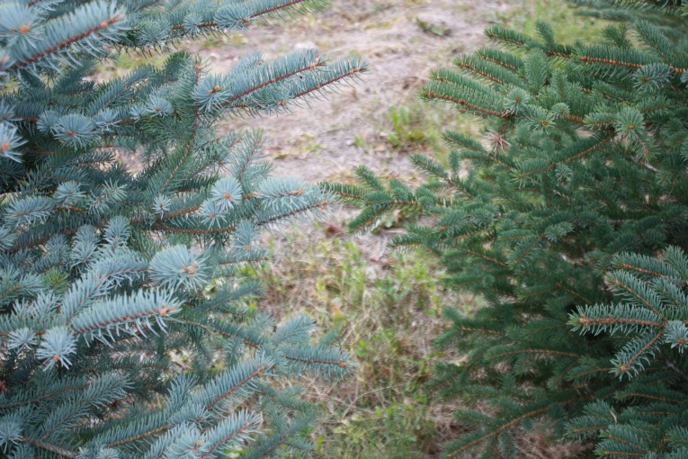 Colorado Blue Spruce