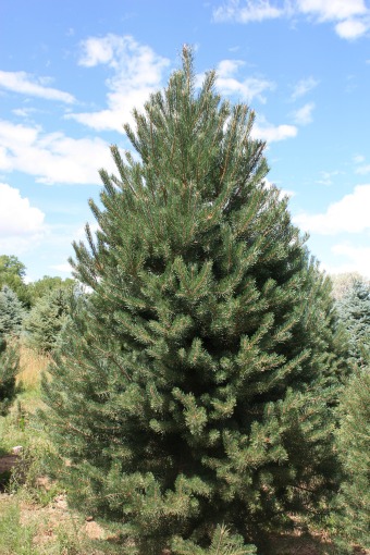 Scotch Pine