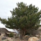 Scotch Pine