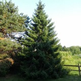 Serbian Spruce