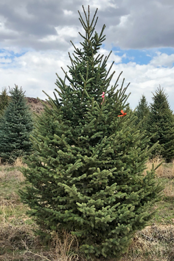 Black Hills Spruce