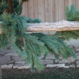 Southwestern White Pine