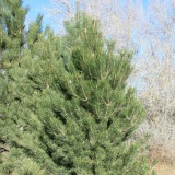 Austrian Pine