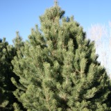 Austrian Pine