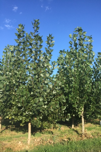 Broadleaf Cottonwood