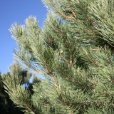 Austrian Pine