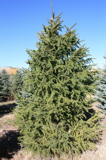 Norway Spruce