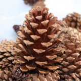 Ponderosa Pine Cone