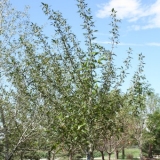 Narrowleaf Cottonwood