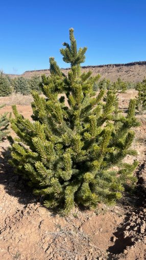 Bristlecone Pine