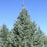 Concolor Fir