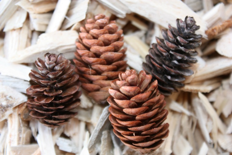 Black Hills Spruce