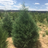 Rocky Mountain Juniper