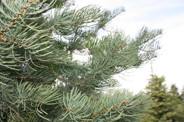 Concolor Fir