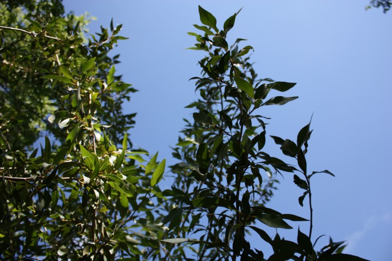 Narrowleaf Cottonwood