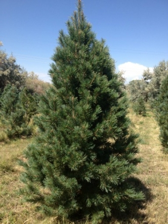 Southwestern White Pine