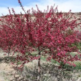 Prairie Fire Crabapple