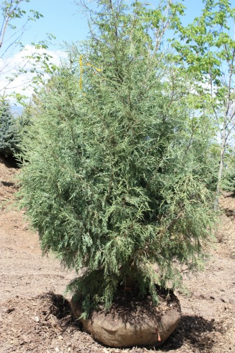 Rocky Mountain Juniper