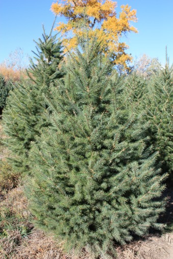 Douglas Fir