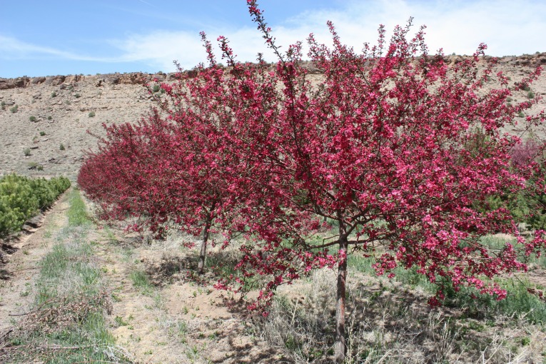 Prairie Fire Crabapple