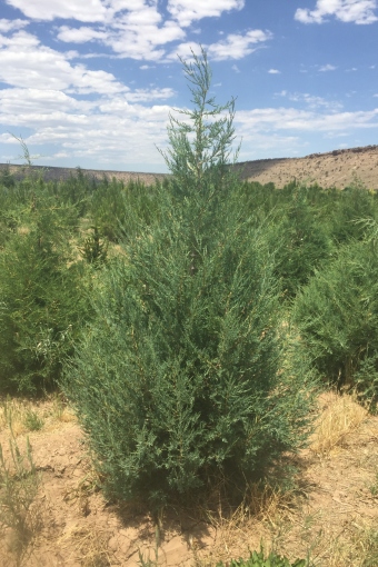 Rocky Mountain Juniper