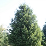 Douglas Fir