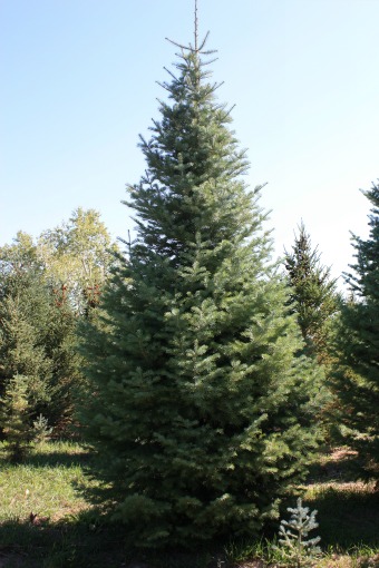 Concolor Fir