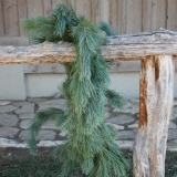 Southwestern White Pine